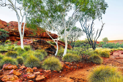 Outback ghost gums - Kings Canyon, Northern Territory