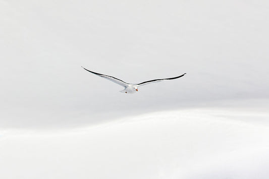 White flight - Black-backed Gull, Antarctica