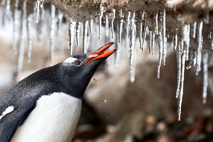 Crunch time - Gentoo penguin, Antarctica