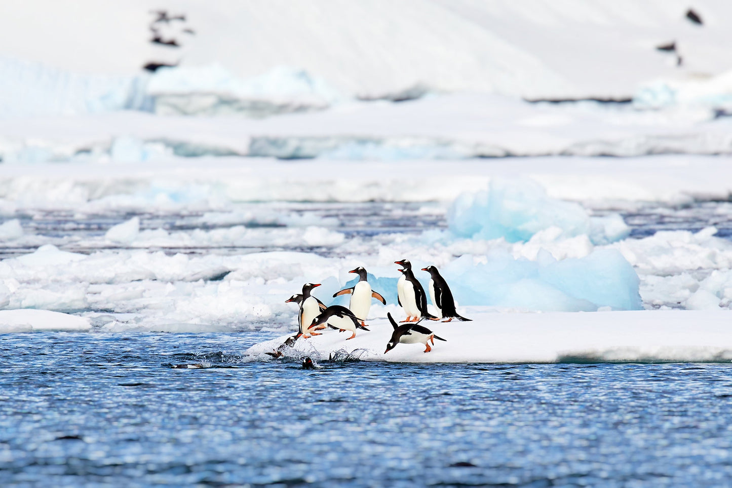 Cool kids - Gentoo penguins, Antarctica