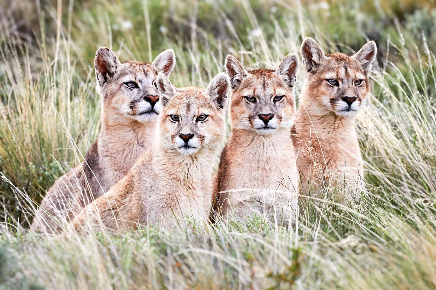 High alert - Patagonian Pumas, Torres del Paine : Chile