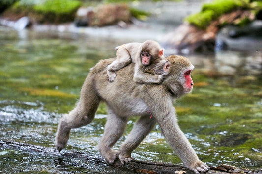 Passenger - Japanese Macaque Monkeys, Japan